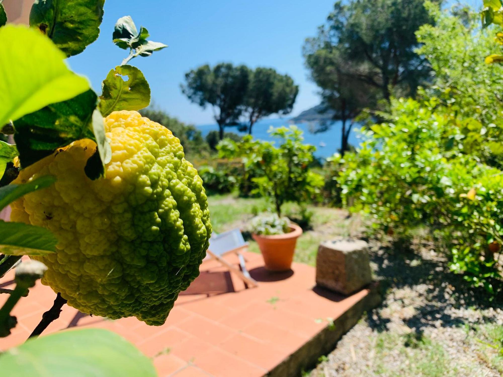 Case Dei Limoni Sul Mare Capoliveri Kültér fotó