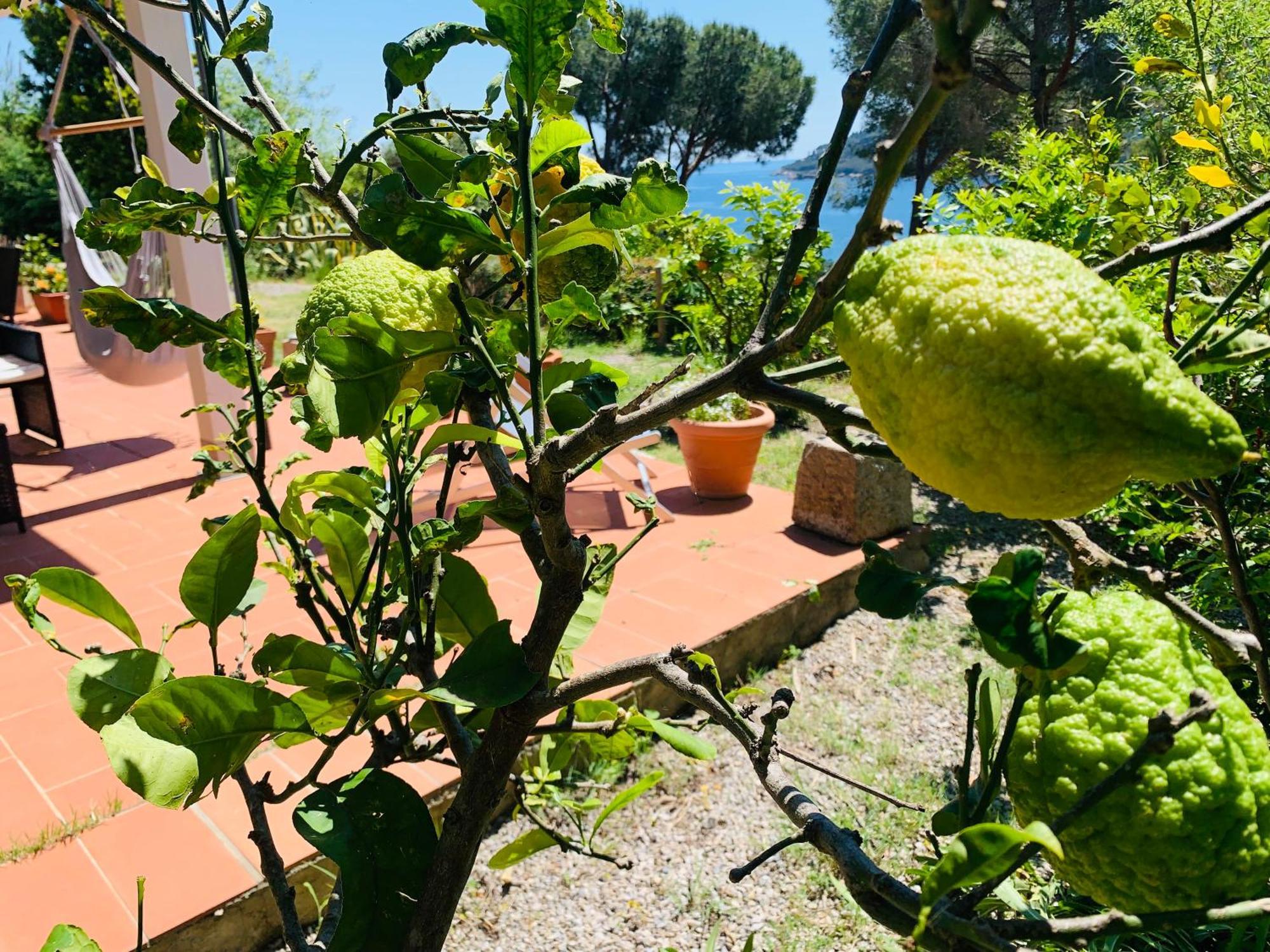 Case Dei Limoni Sul Mare Capoliveri Kültér fotó