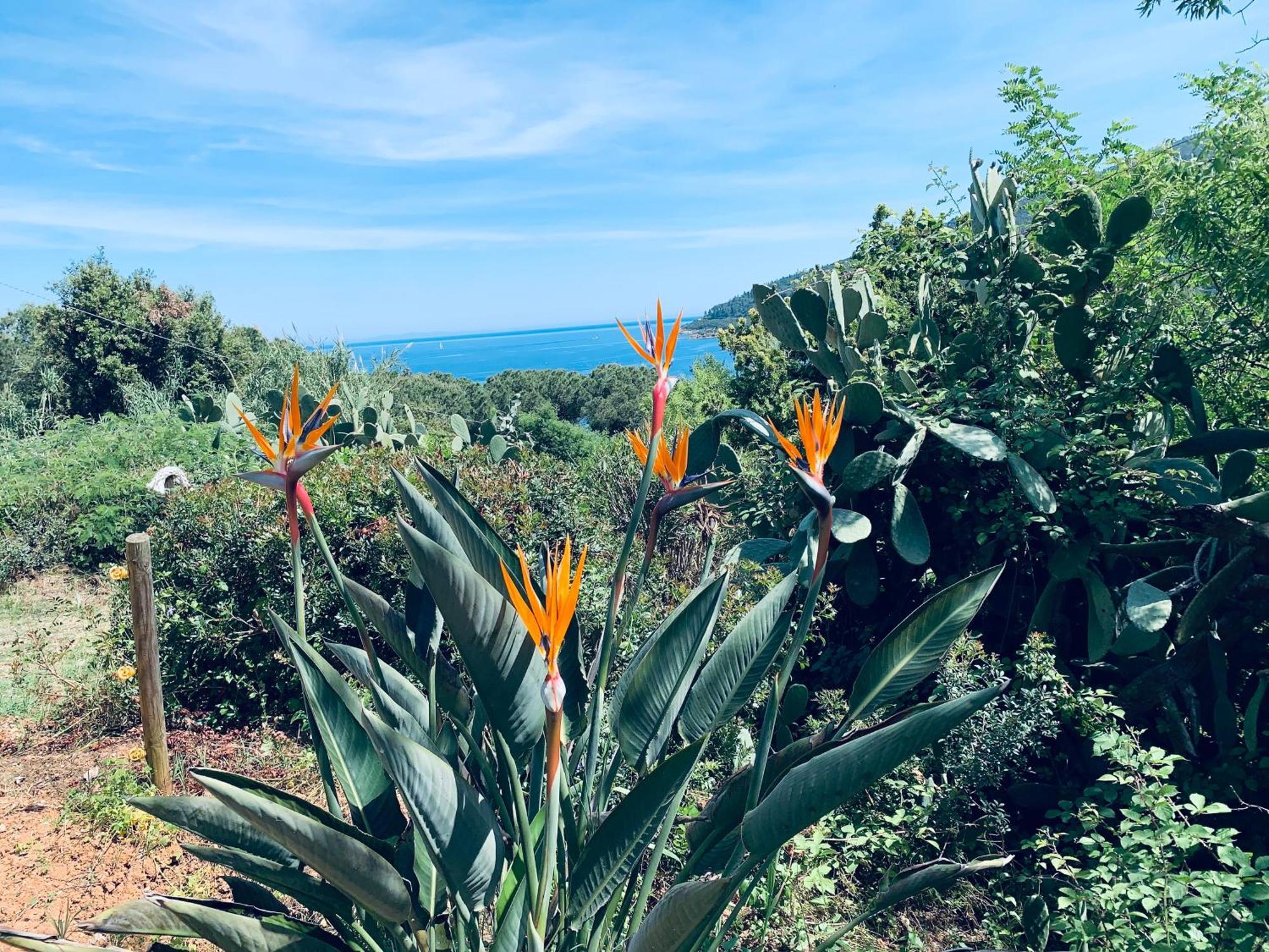 Case Dei Limoni Sul Mare Capoliveri Kültér fotó